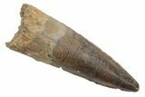 Fossil Spinosaurus Tooth - Real Dinosaur Tooth #225526-1